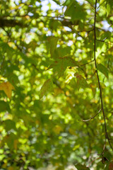 Fototapeta na wymiar Green maple leaves in winter and blue sky