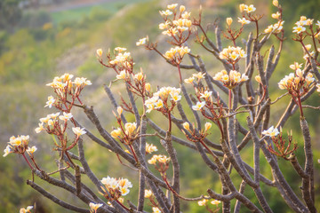 Forest of Plumeria flower trees on the mountain, nearby Khao Wang, Phranakhon Kiri, Phetchaburi, Thailand.