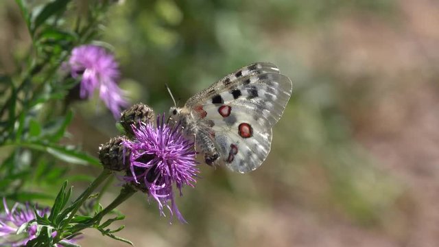 Mosel-Apollo, Apollofalter, Moselapollofalter Parnassius apollo