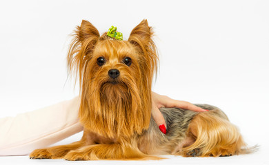 yorkshire terrier dog looks up on a white background