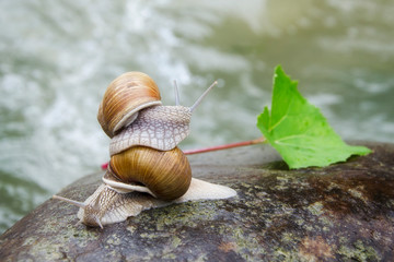 Two snails crawling on the stone. Photo overlooking the mountain