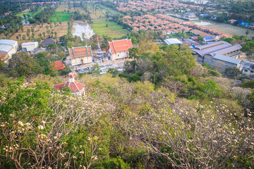Fototapeta na wymiar Forest of Plumeria flower trees on the mountain at Wat Khao Bandai It, Phetchaburi, Thailand.