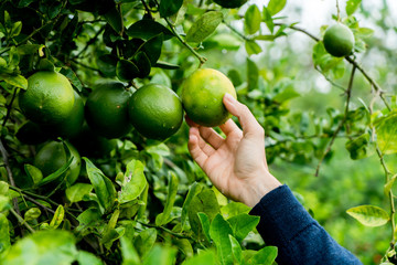 female hand picking lemon straight from the tree