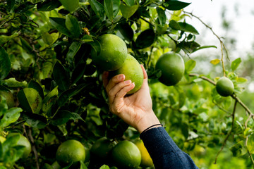 Female hand picking lime on the tree