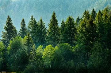 Fototapeten Pine Forest During Rainstorm Lush Trees © Lane Erickson