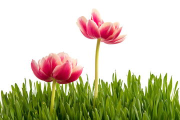 Tulpen im Gras