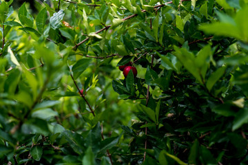 South American cherry tree close up background