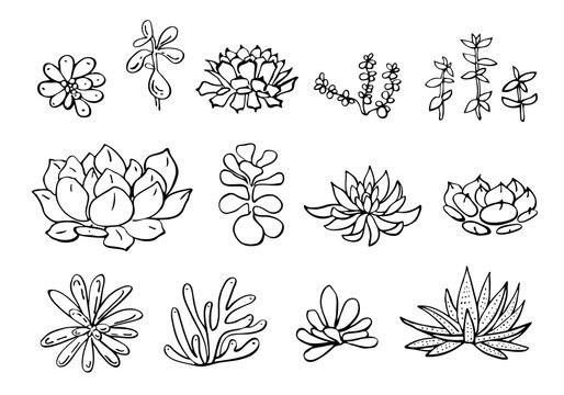 Succulent plants set. Vector hand drawn outline sketch illustration