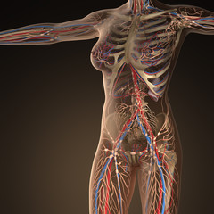 Human circulation cardiovascular system with bones in transparent body