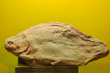 Bangkok-Thailand, July 15, 2017: The fossil of a prehistoric Herbivorous fish (Lepidotes buddhabutrensis) from Jurassic period in public Rock and Minerals Museum, Rama 6 road, Bangkok