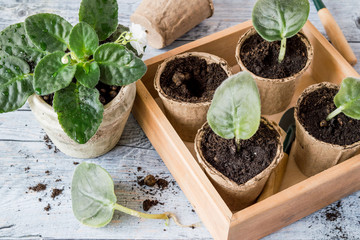 Transplant flowers in pots. A small violets transplants  in peat pots with soil. Selective focus.