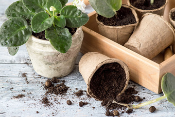 Transplant flowers in pots. A small violets transplants  in peat pots with soil.