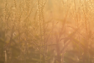 Inflorescences of corn in the backlight on the field