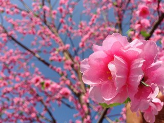 Fake Sakura blossom on dry tree