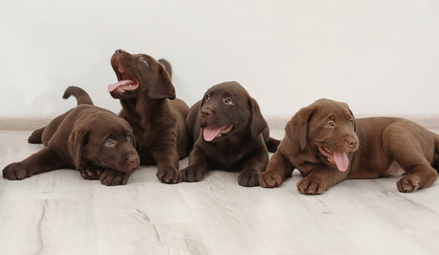 Chocolate Labrador Retriever puppies on floor indoors