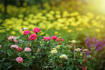 Obraz premium pink, yellow, purple, cream flower in the garden with sunlight effect for background.