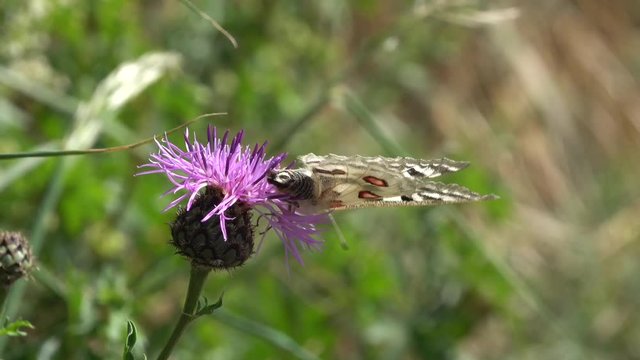 Mosel-Apollo, Apollofalter, Moselapollofalter, Parnassius apollo