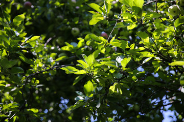 Green apples and leaves on the tree in the garden. Natural background.