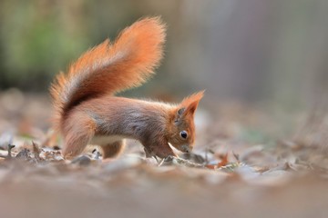Art view on wild nature. Cute red squirrel with long pointed ears in autumn scene . Wildlife in November forest. Squirrel sitting on ground with a nut. Sciurus vulgaris