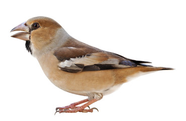 Female Hawfinch (Coccothraustes coccothraustes), isolated on white background