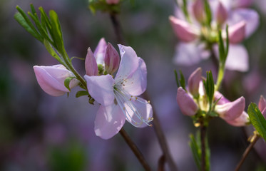 Azalea. Ornamental shrub plant of the heather family with pink, white, yellow or red flowers.