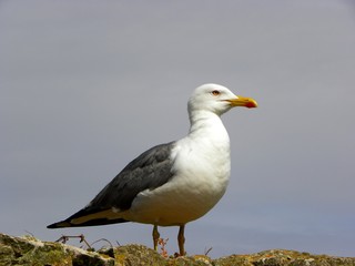 Obraz premium seagull on a rock