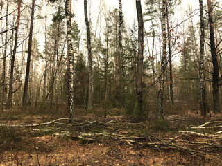 Obraz premium forest in autumn