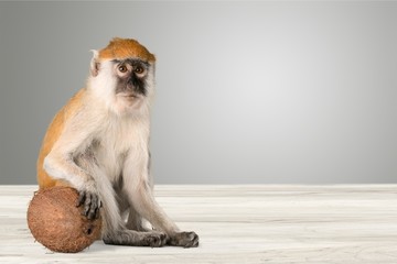 Cute Monkey animal Isolated over white background