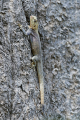 Agama lizard (Agama agama)