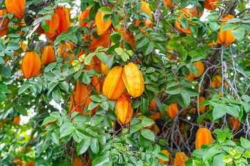 Ripe orange averrhoa carambola or star fruit growing on tree in tropical climate, ready for harvest