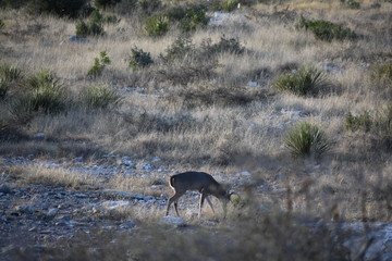 White tail buck deer portrait