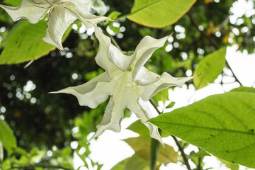 Obraz premium Datura
