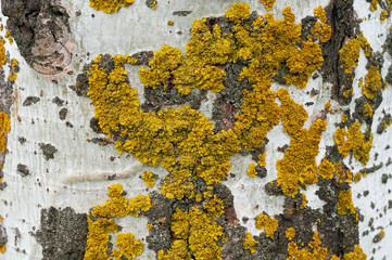 poplar tree trunk with white bark and yellow moss