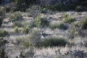 White tail buck deer portrait