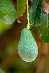 Tropical avocado tree with ripe green avocado fruits growing on plantation on Gran Canaria island, Spain, ready for harvest