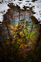 Silhouette Leaves in a Pool of Water
