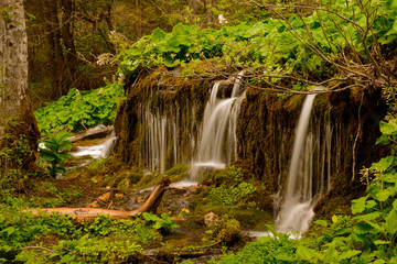 Naklejka premium Forest