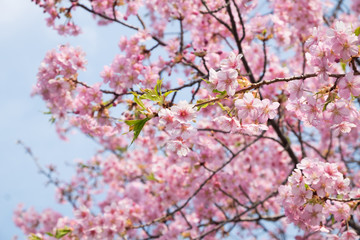 Cherry blossoms in full bloom.