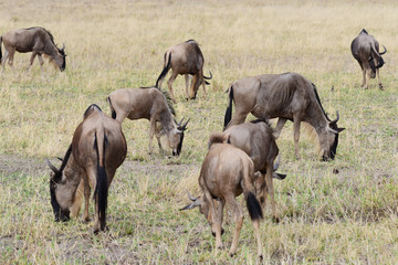 Gnus 