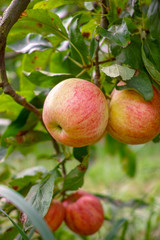 New harvest of healthy fruits, ripe sweet red apples growing on apple tree