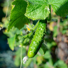 Young cucumber fruit growth on vine on cucumber plant in garden