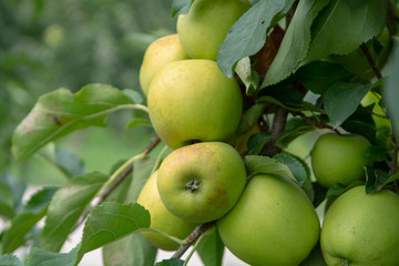 New harvest of healthy fruits, ripe sweet green apples growing on apple tree