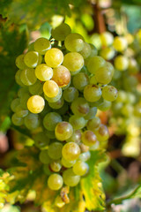 New harvest of white wine grape riesling