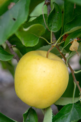 New harvest of healthy fruits, ripe sweet green apples growing on apple tree