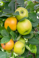 New harvest of healthy fruits, ripe sweet green apples growing on apple tree
