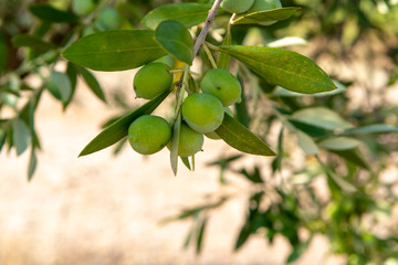 Green ripe olives growing on olive tree