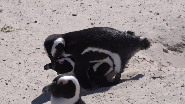 South Africa native penguin mating at Boulders beach