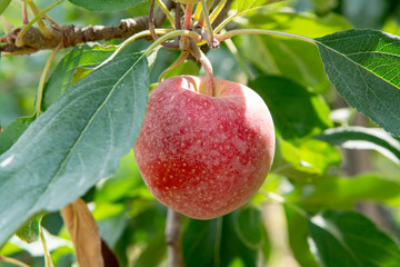 New harvest of healthy fruits, ripe sweet pink apples growing on apple tree