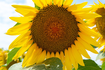 Big yellow sunflowers growing  on field with ripe black seeds