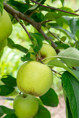 New harvest of healthy fruits, ripe sweet green apples growing on apple tree